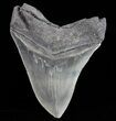 Serrated, Fossil Megalodon Tooth - Nice Tip #74655-2